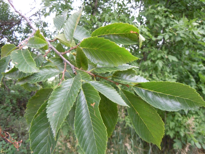Ulmus americana image