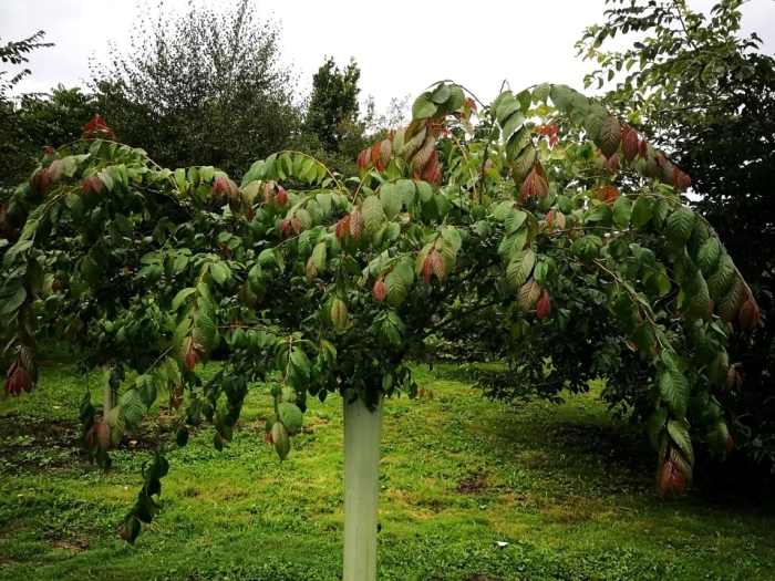 Ulmus lanceifolia image