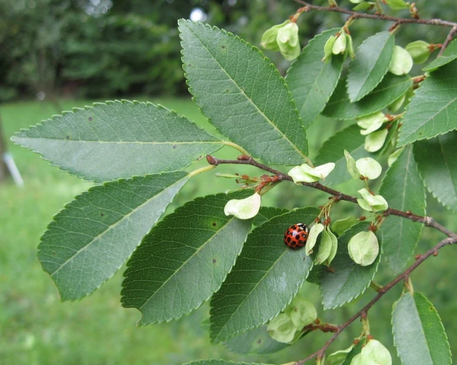 Ulmus parvifolia image