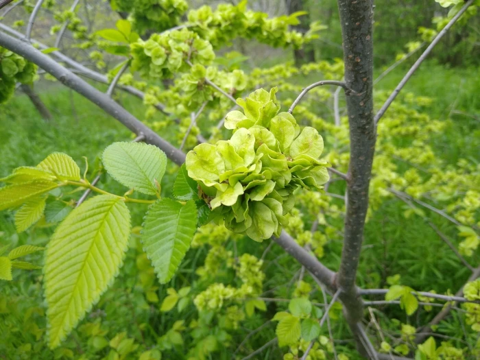 Ulmus procera image