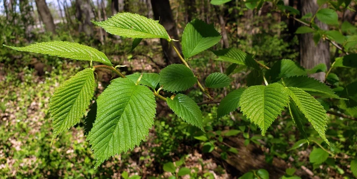 Ulmus rubra image