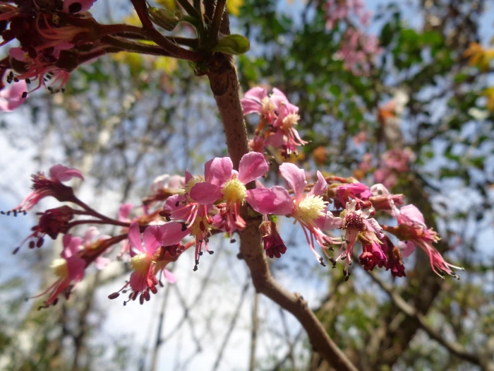Ungnadia speciosa image