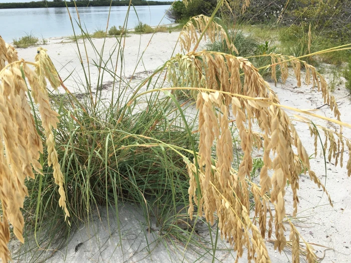 Uniola paniculata image