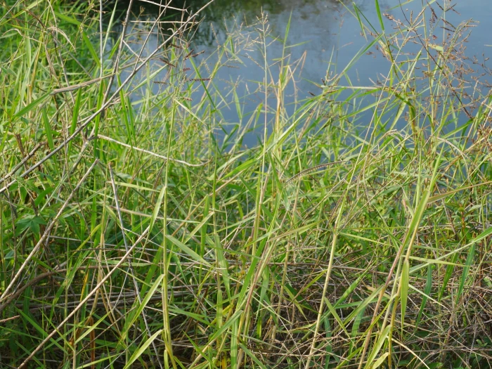 Urochloa mutica image