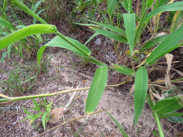 Urochloa texana image