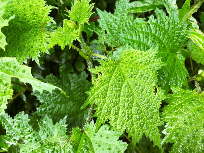 Urtica thunbergiana image