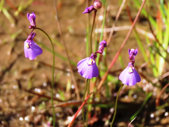 Utricularia dichotoma image