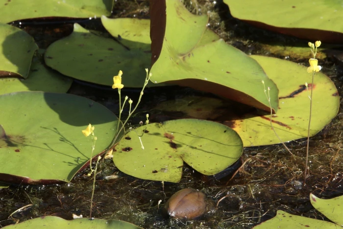 Utricularia geminiscapa image