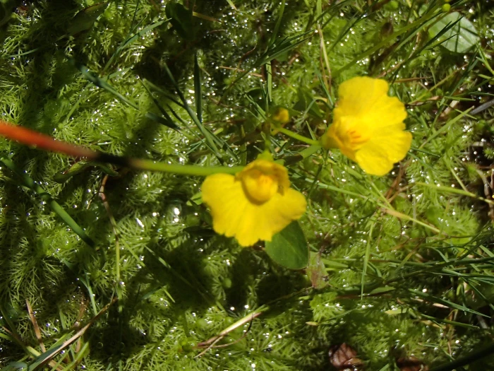 Utricularia intermedia image