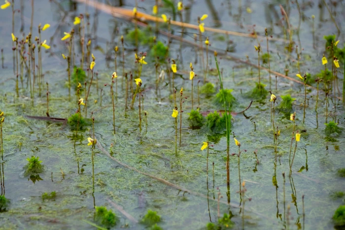 Utricularia minor image