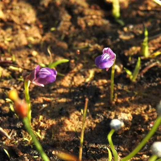 Utricularia uliginosa image