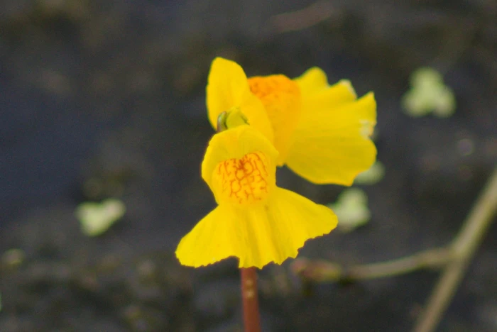 Utricularia vulgaris image