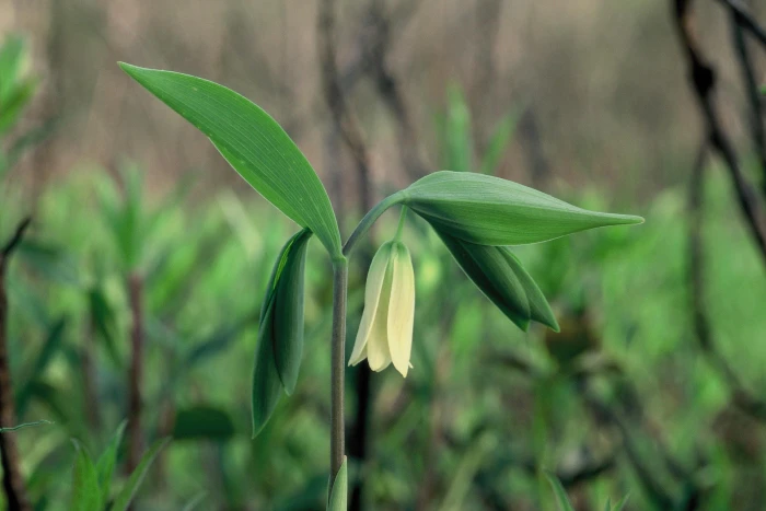 Uvularia sessilifolia image