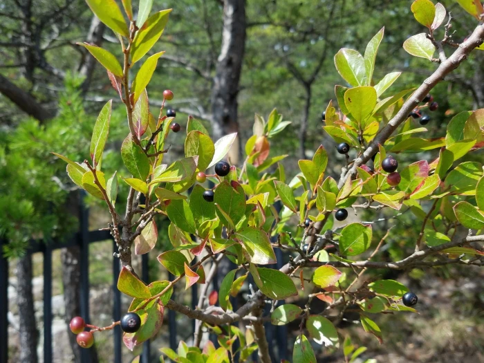 Vaccinium arboreum image