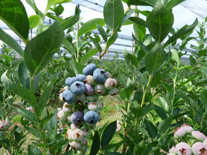 Vaccinium corymbosum image