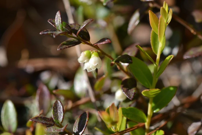 Vaccinium crassifolium image