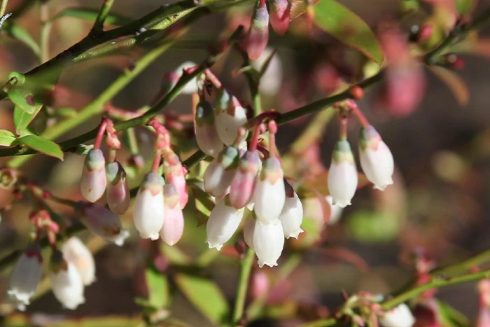 Vaccinium darrowii image