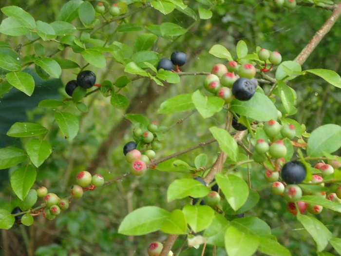 Vaccinium elliottii image