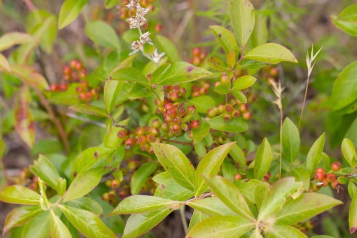 Vaccinium fuscatum image
