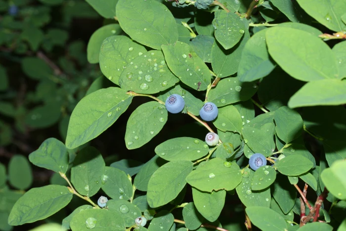 Vaccinium ovalifolium image