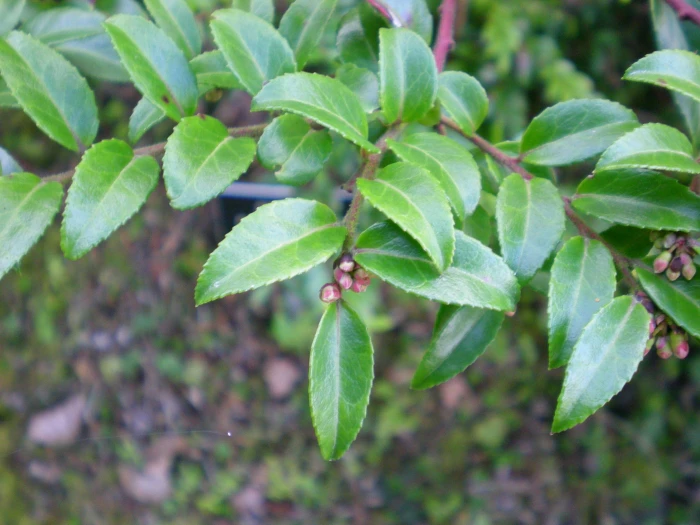 Vaccinium ovatum image