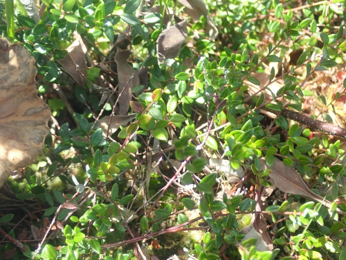 Vaccinium oxycoccos image