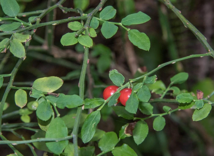 Vaccinium parvifolium image