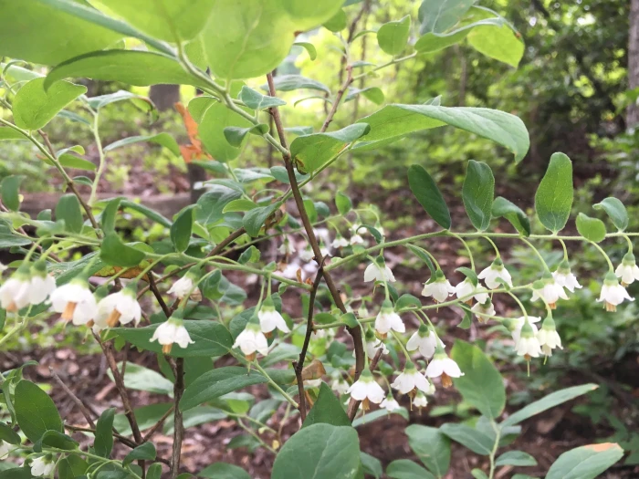 Vaccinium stamineum image