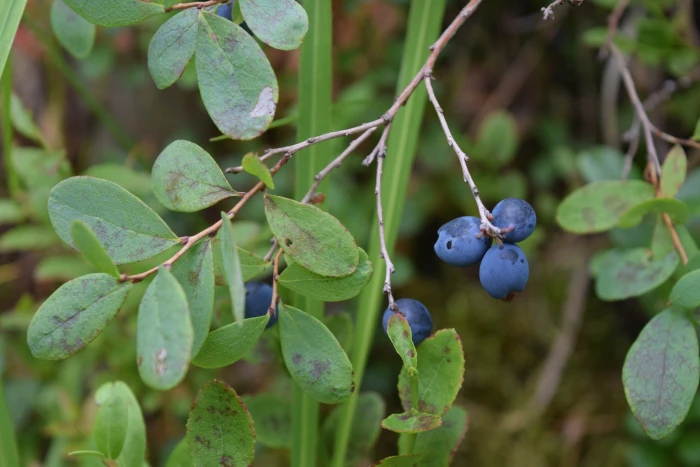 Vaccinium uliginosum image