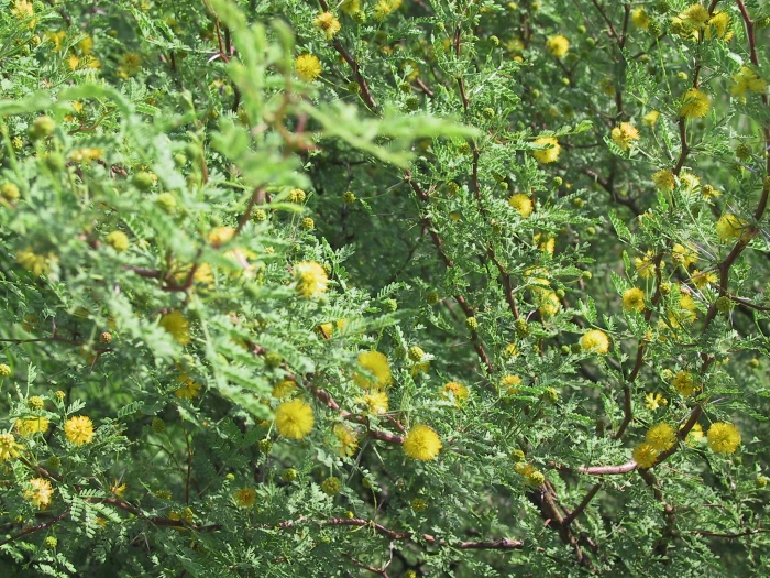 Vachellia constricta image