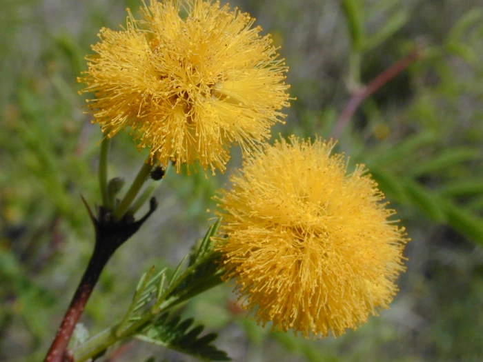 Vachellia farnesiana image