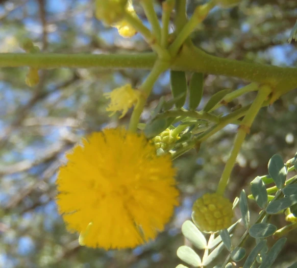 Vachellia karroo image