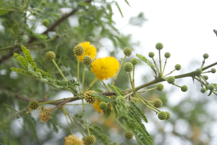 Vachellia nilotica image
