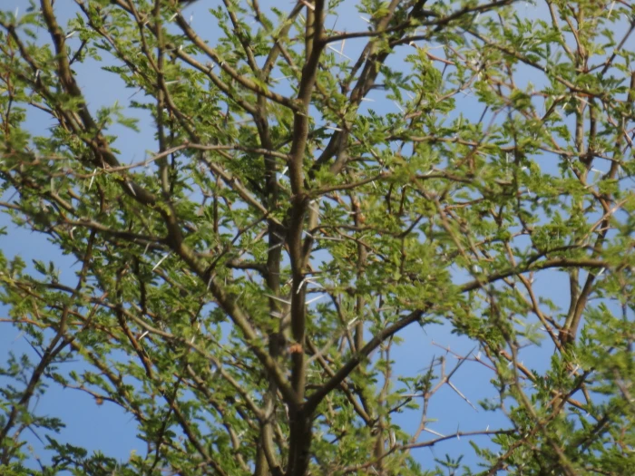Vachellia schaffneri image