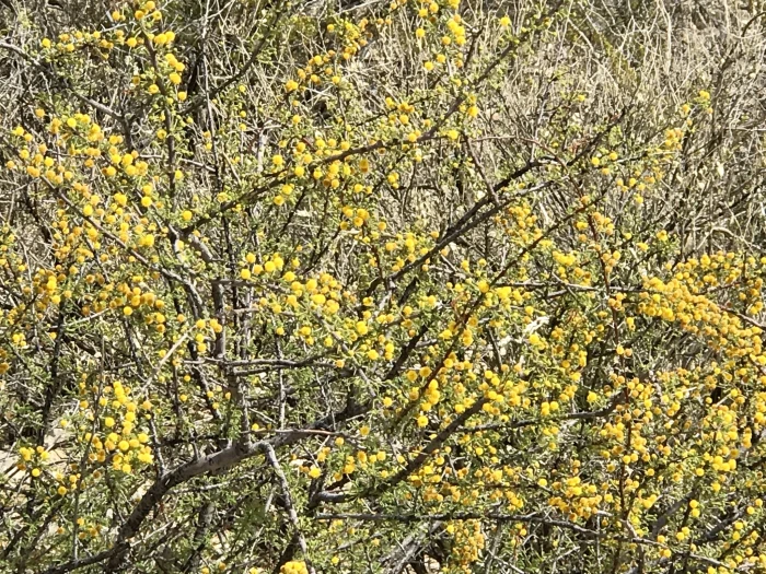 Vachellia vernicosa image
