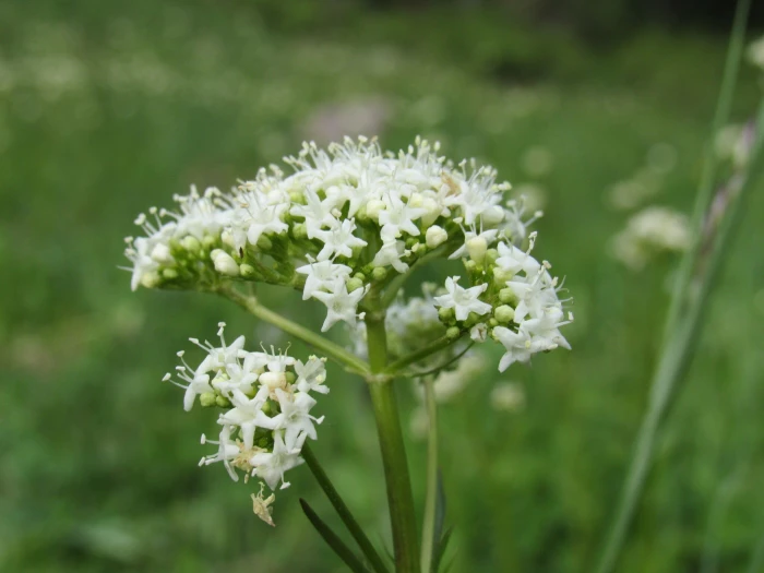 Valeriana occidentalis image