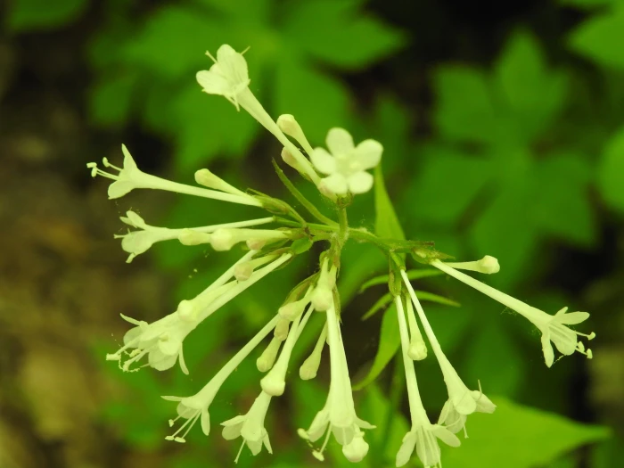 Valeriana pauciflora image