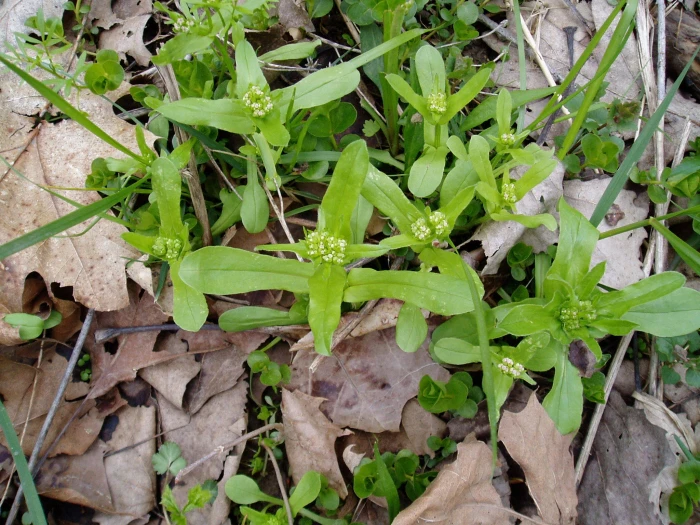 Valerianella chenopodiifolia image