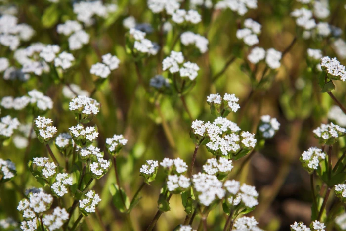 Valerianella locusta image