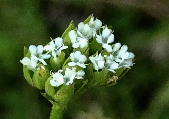 Valerianella radiata image