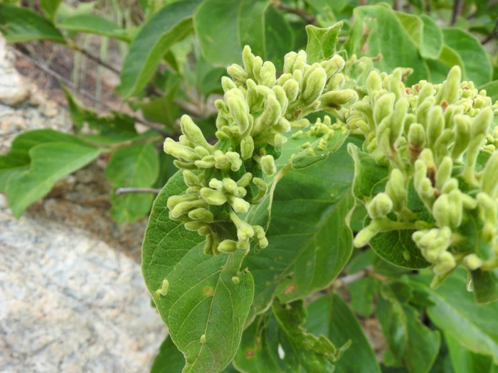 Vangueria infausta image