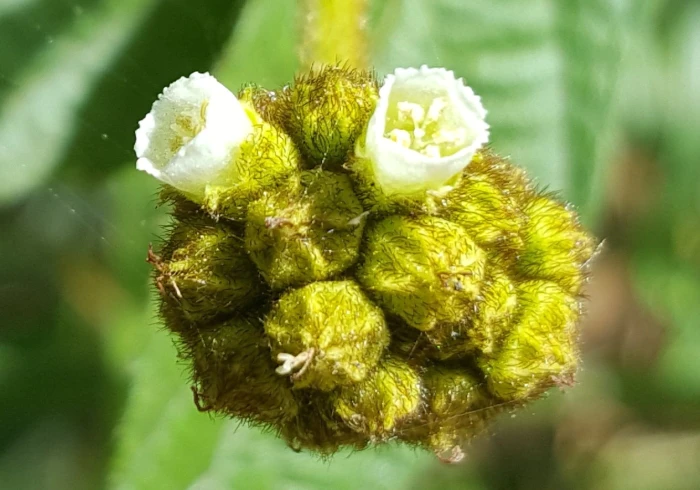 Varronia polycephala image