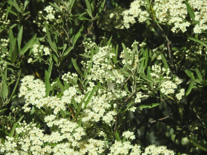 Vauquelinia californica image