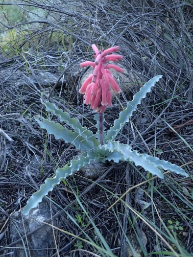 Veltheimia capensis image