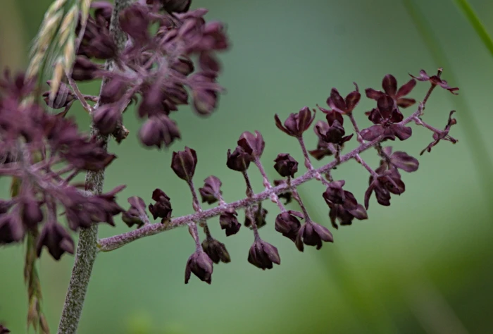 Veratrum nigrum image
