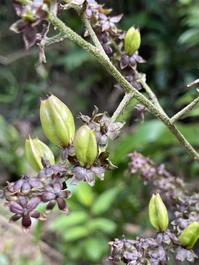Veratrum schindleri image