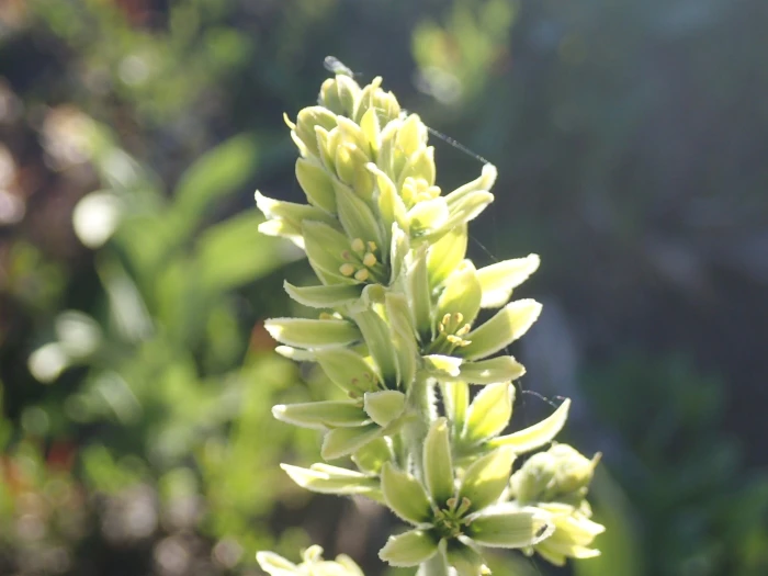 Veratrum viride image
