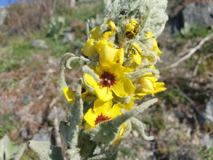 Verbascum boerhavii image