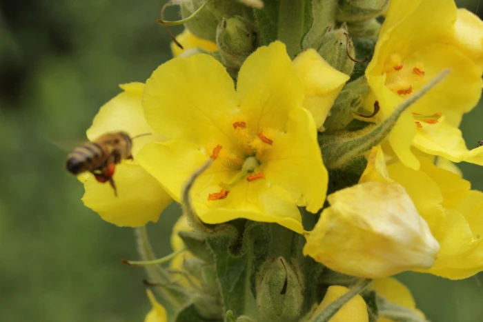 Verbascum densiflorum image