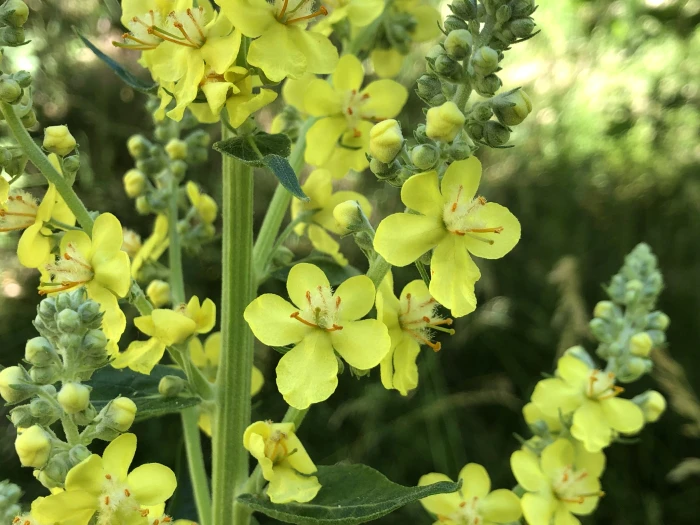Verbascum lychnitis image